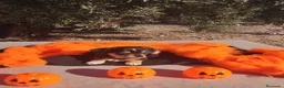 Chihuahua perros en venta: Gran camada de CHIHUAHUA. - Anuncio 6