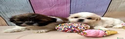 Shih Tzu perros en venta: Shih tzu hembras disponibles!!! - Anuncio 4