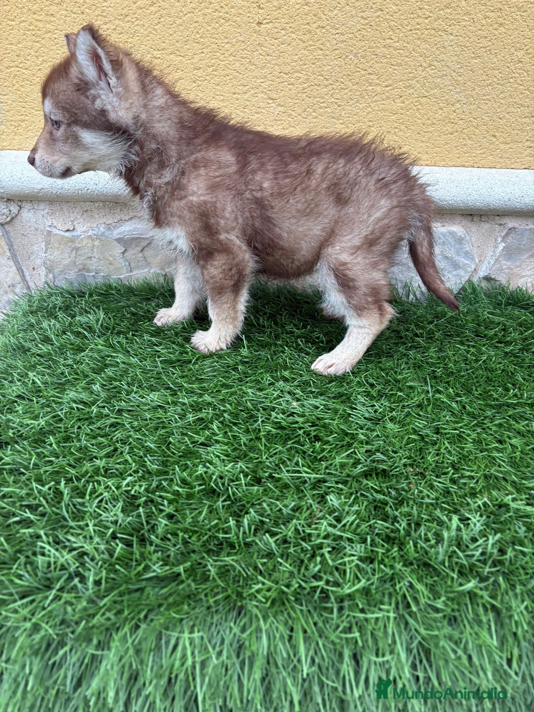 Husky Siberiano perros en venta: Hembra Husky Siberiano roja  - Anuncio 13