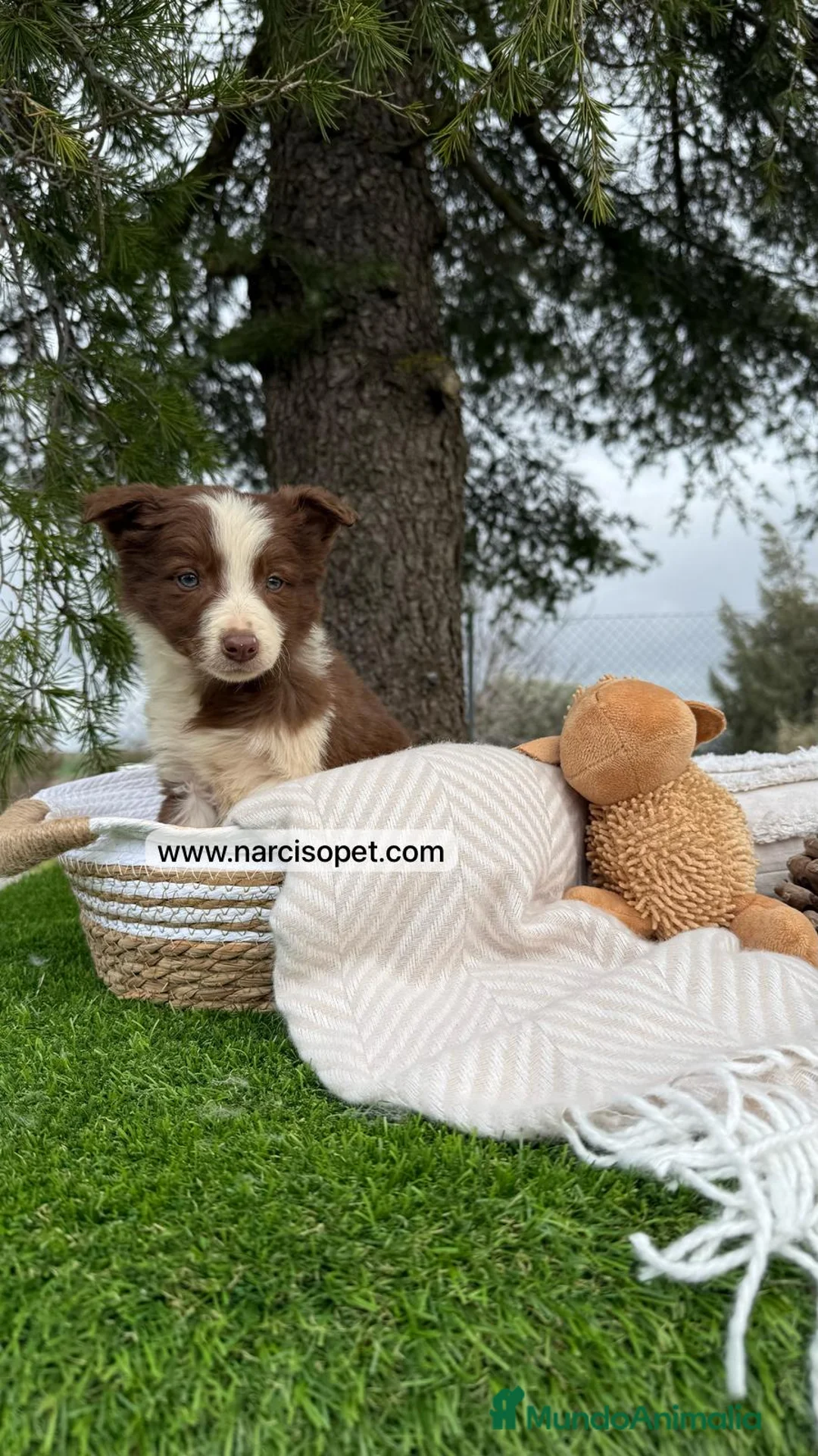 Border Collie perros en venta: BORDER COLLIE CHOCOLATE BEBE en Asturias - Anuncio 8