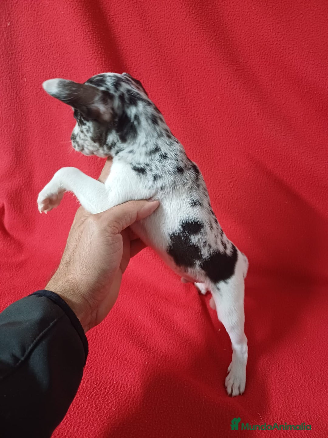 Chihuahua perros en venta: Chihuahua Arlequin  - Anuncio 2