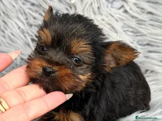 Yorkshire Terrier perros YORCSHIRE MINITOY - Anuncio 1