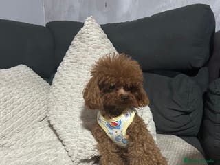 Caniche Toy perros Caniche toy del Valle - Anuncio 13