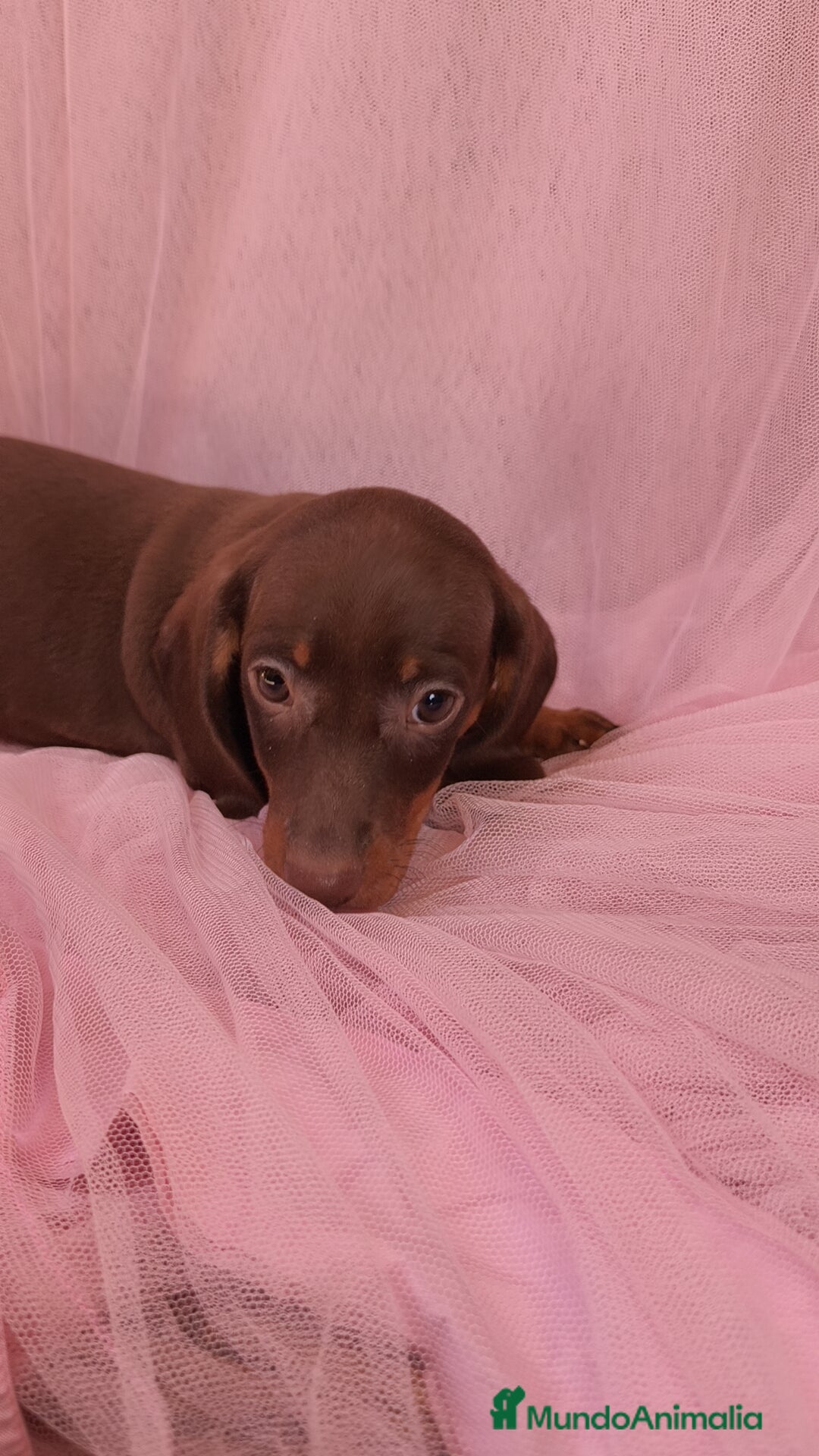 Teckel Miniatura perros en venta: Teckel Kanichen hembra chocolate 🍫 - Imagen 5