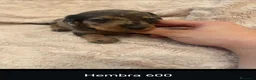 Teckel perros en venta: Teckel de máxima calidad  - Anuncio 10