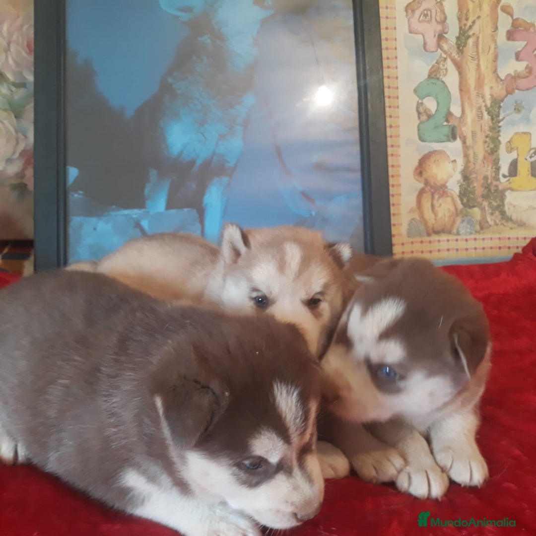 Husky Siberiano perros en venta: Husky Siberiano  - Anuncio 2