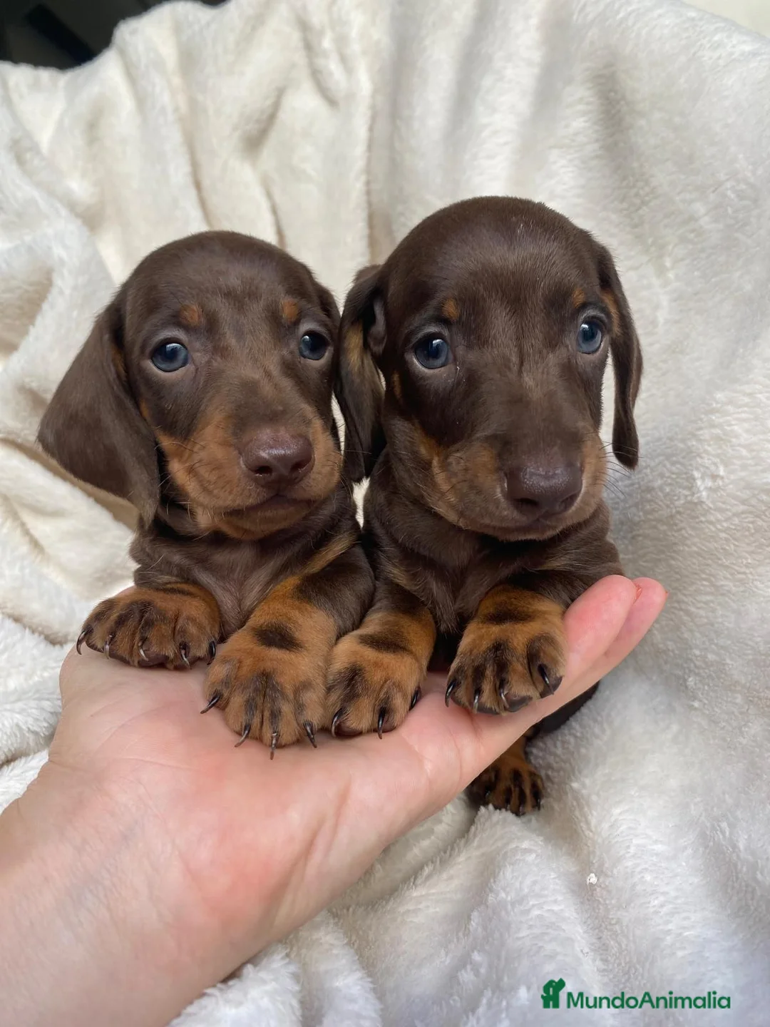 Teckel Miniatura perros en venta: TECKEL  - Anuncio 1