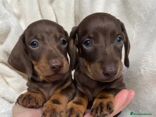 Teckel Miniatura perros TECKEL - Anuncio 3