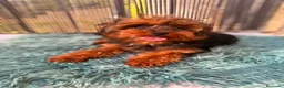 Yorkiepoo perros en venta: Yorkipoo Minitoy   - Anuncio 3