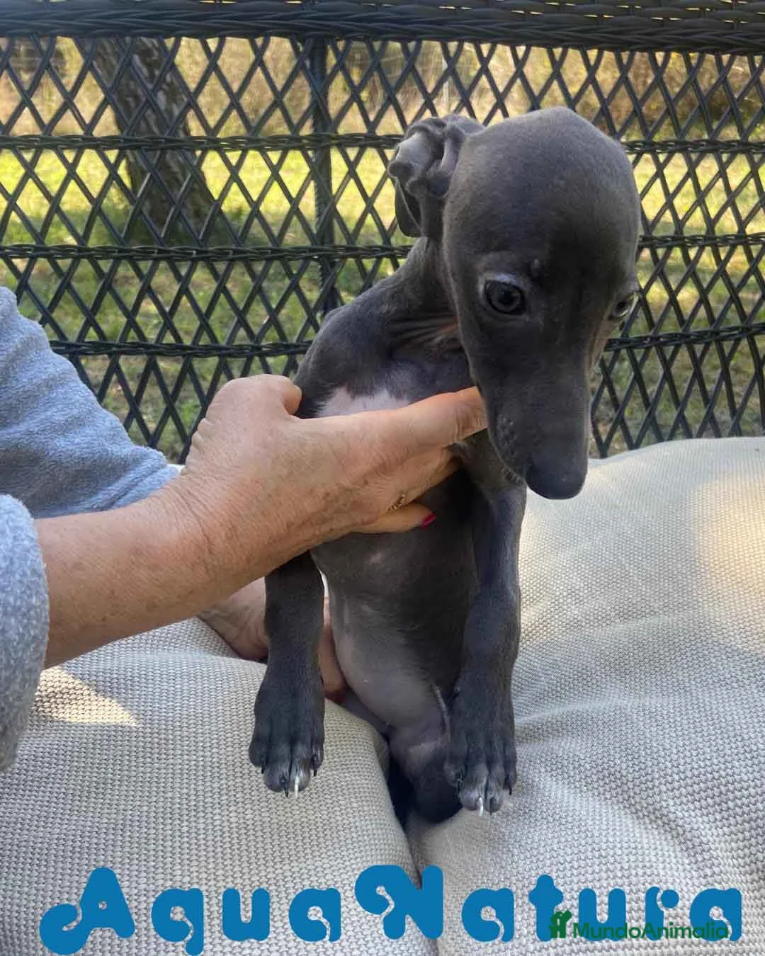 Pequeño Lebrel Italiano perros en venta: Lebrel Italiano Hembra 1979 AQUANATURA - Anuncio 2