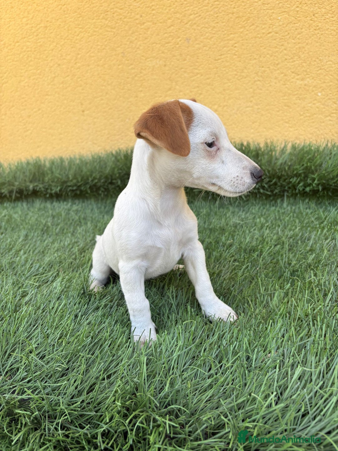 Jack Russell Terrier perros en venta: jack russell hembra de pata corta  - Imagen 13