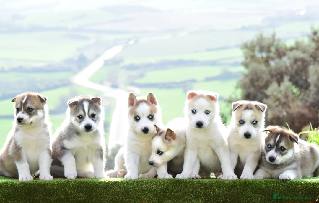 Imagen de galería {{count}}