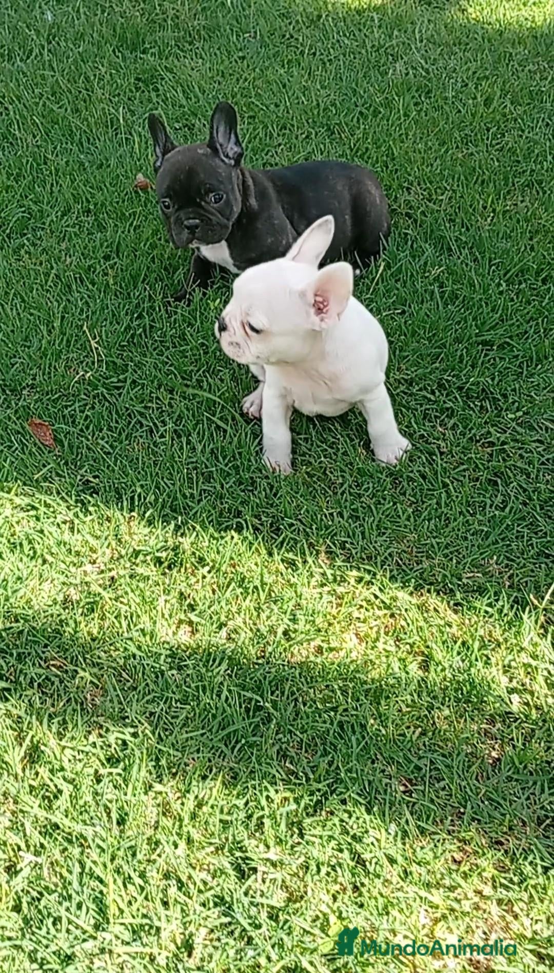 Bulldog Francés perros Bulldog francés ((PRECIO REAL)) - Anuncio 6