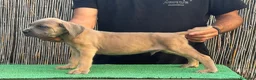 Cane Corso perros en venta: Cachorros de Cane Corso Barcelona - Anuncio 6