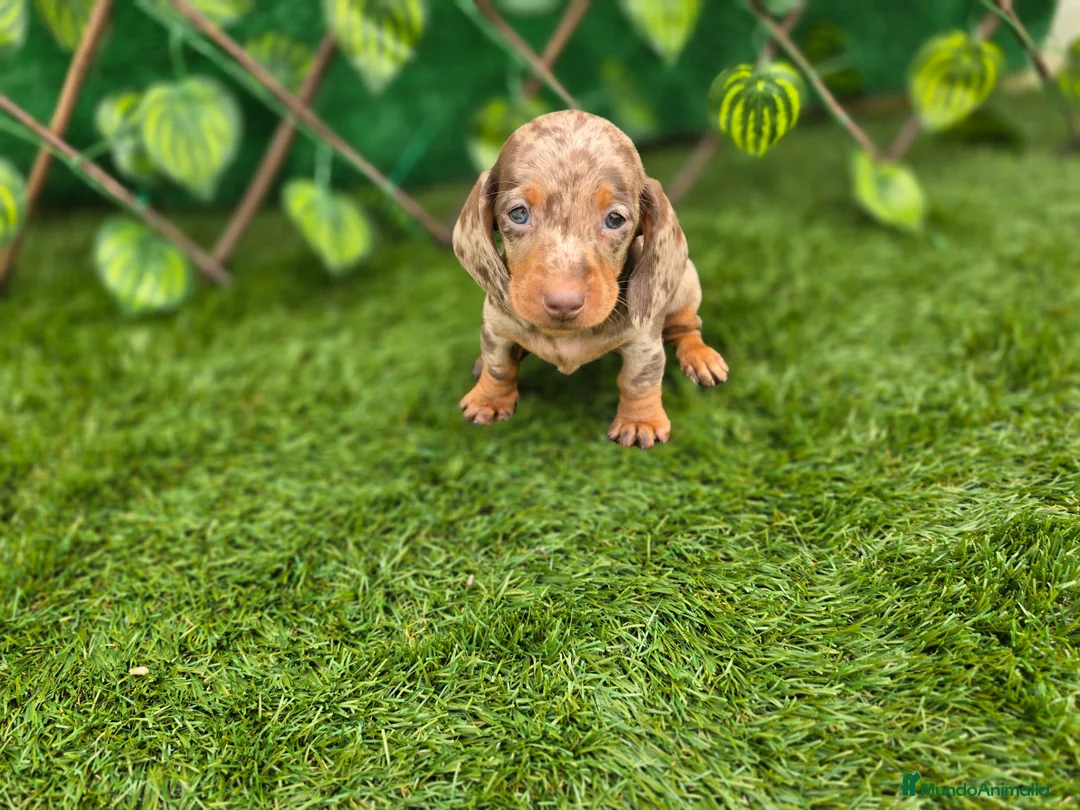 Teckel Miniatura perros en venta: TECKEL KANNINCHEN ARLEQUIN - Anuncio 2