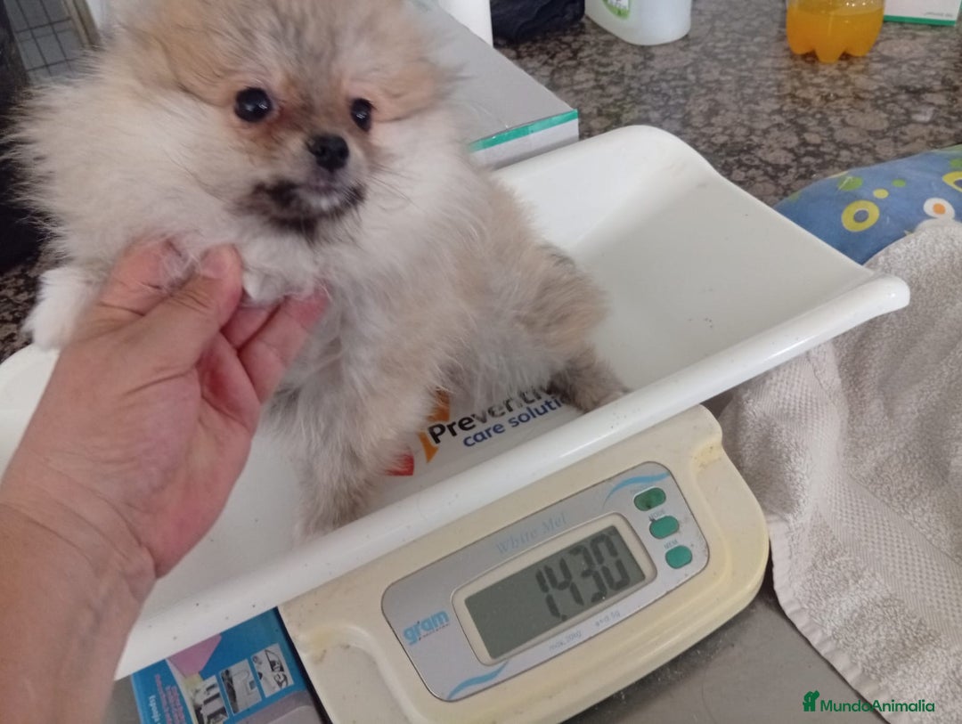 Pomerania perros en venta: Pomerania  - Imagen 2