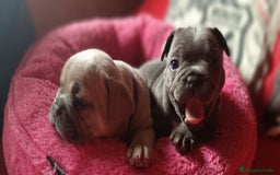 Bulldog Francés perros en venta: Bulldog francés  en León - Imagen 9