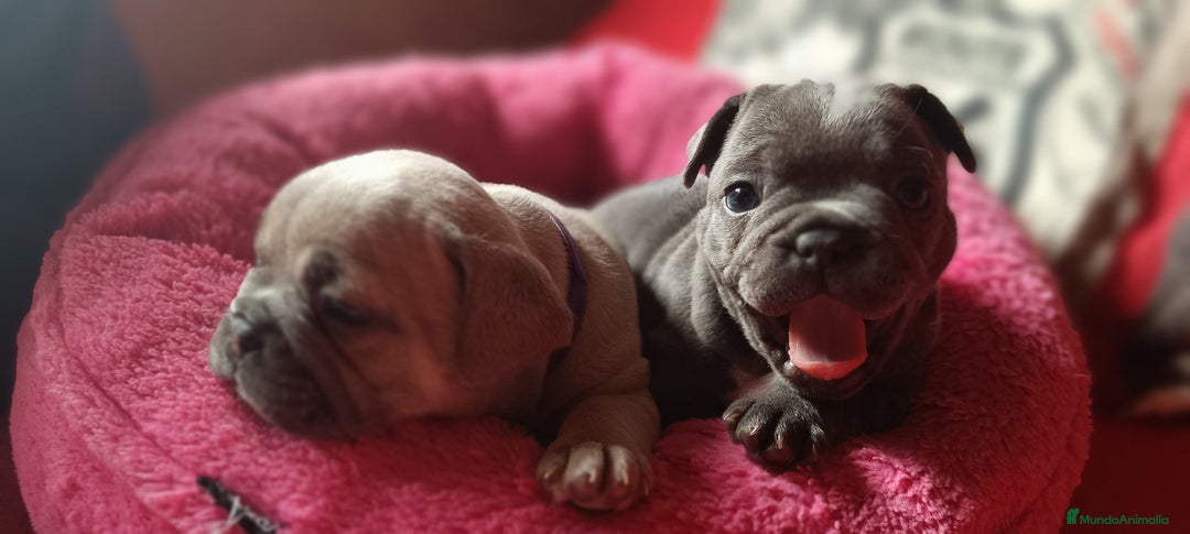 Bulldog Francés perros en venta: Bulldog francés  en León - Imagen 9