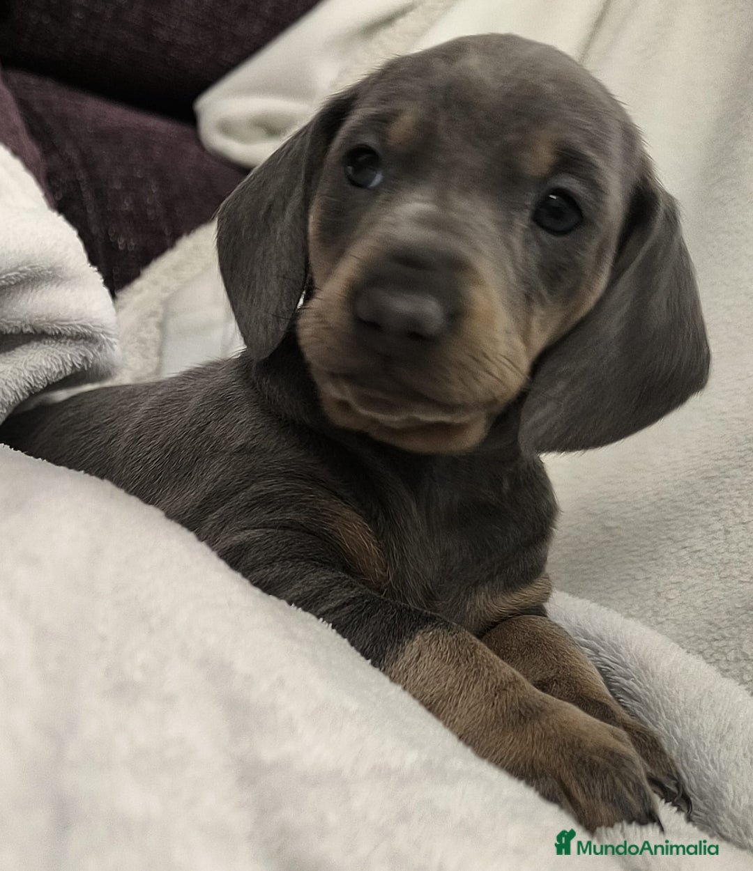 Teckel Miniatura perros en venta: Teckel miniatura Blue Merle blue y arlequín blue - Anuncio 3