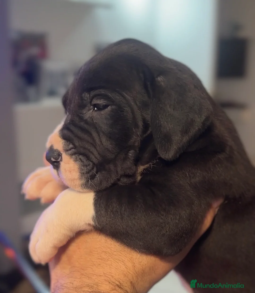 Dogo Alemán perros en venta: Camada de dogo aleman - Anuncio 1