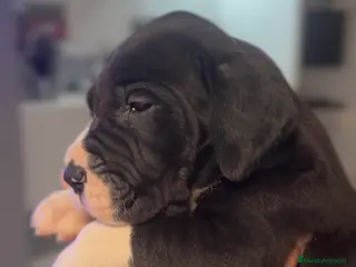 Dogo Alemán perros Camada de dogo aleman - Anuncio 22