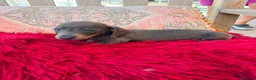 Teckel Miniatura perros en venta: Teckel kaninchen  - Anuncio 10