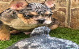 Bulldog Francés perros en venta: Macho black an tan Merle  - Imagen 2