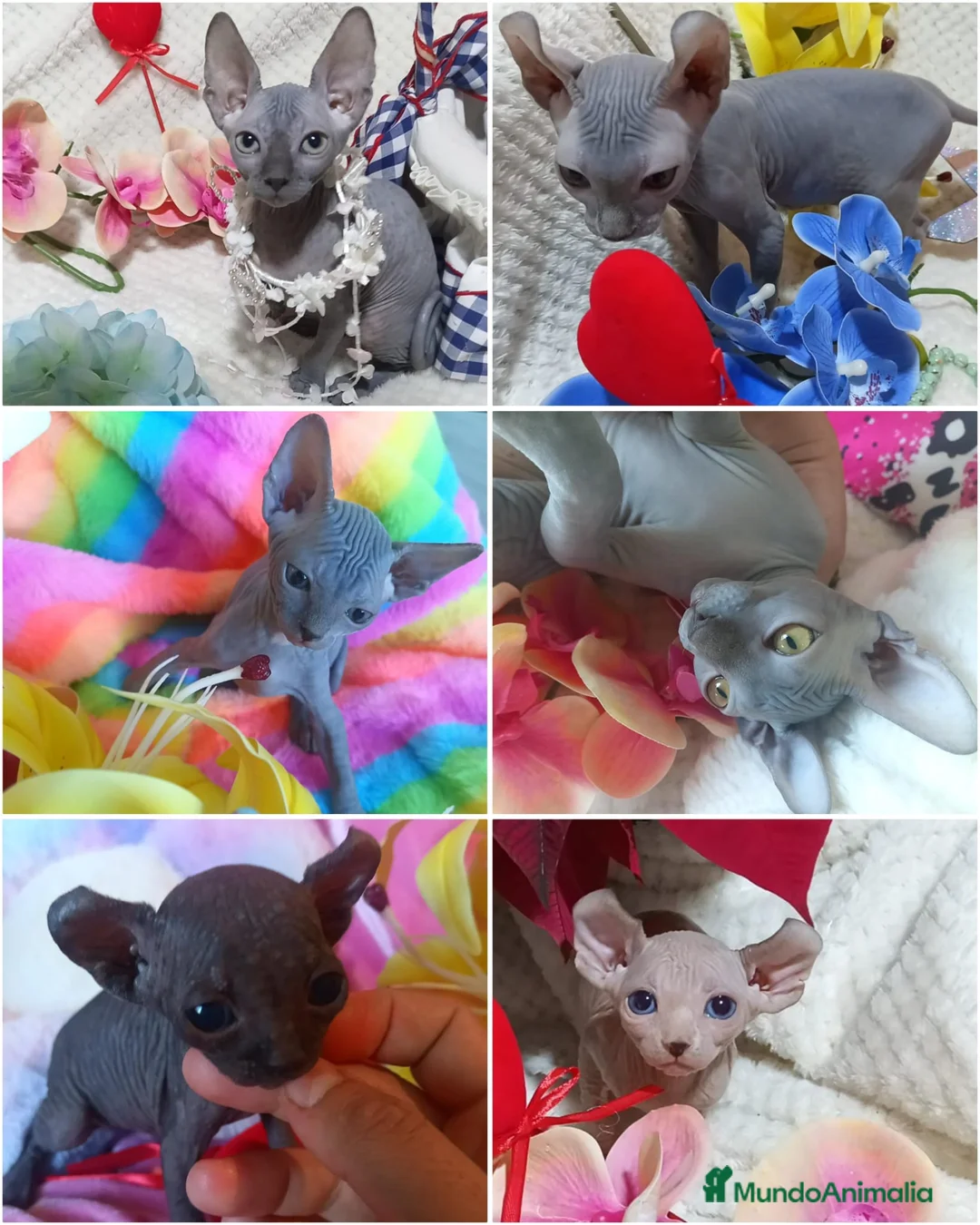 Sphynx gatos en venta: Preciosa Camada SPHYNX AZUL Y ELFOS - Anuncio 1