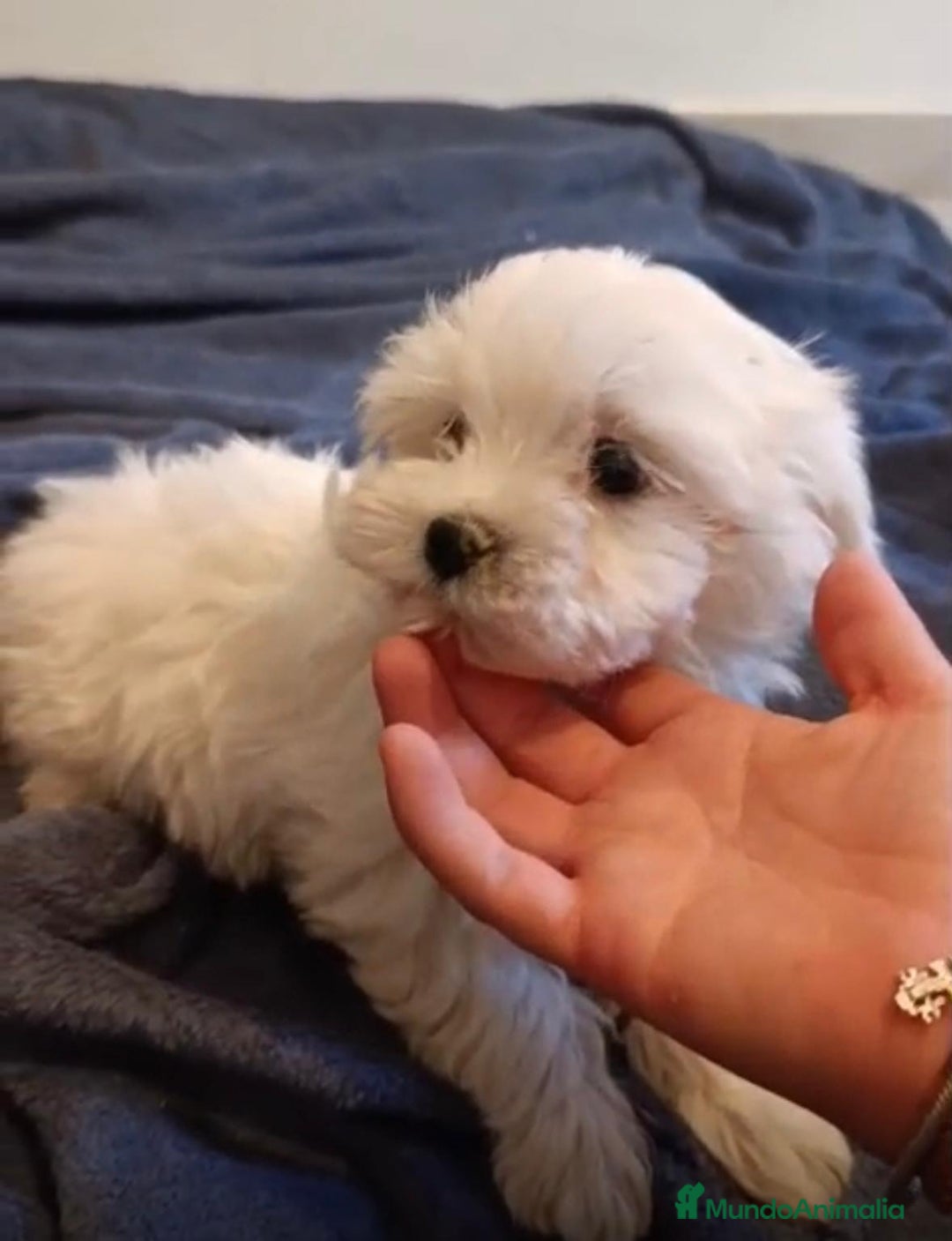 Bichón Maltés perros en venta: Bichon maltés toy  - Imagen 6