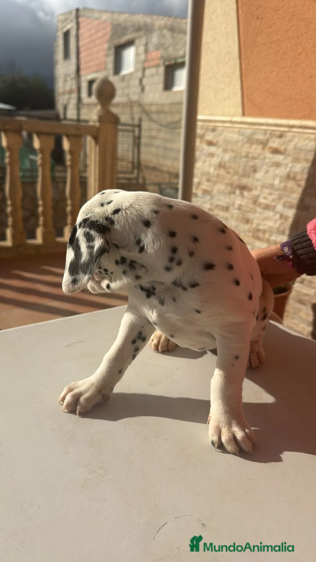 Dálmata perros en venta: Dalmata  - Anuncio 4