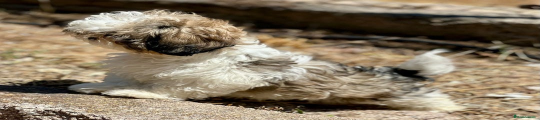 Shih Tzu Cachorro 1