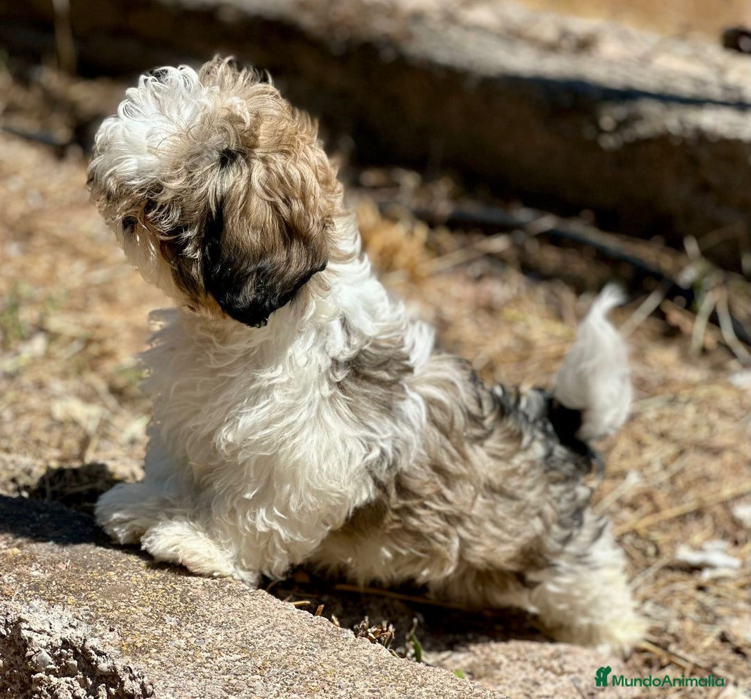 Shih Tzu perros en venta: Shih Tzu tricolor  - Imagen 4