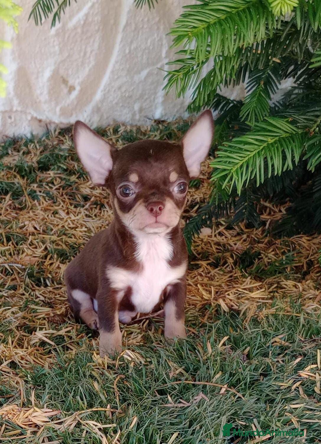 Chihuahua perros chihuahua  - Anuncio 1