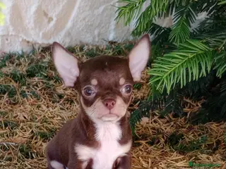 Chihuahua perros chihuahua - Anuncio 1