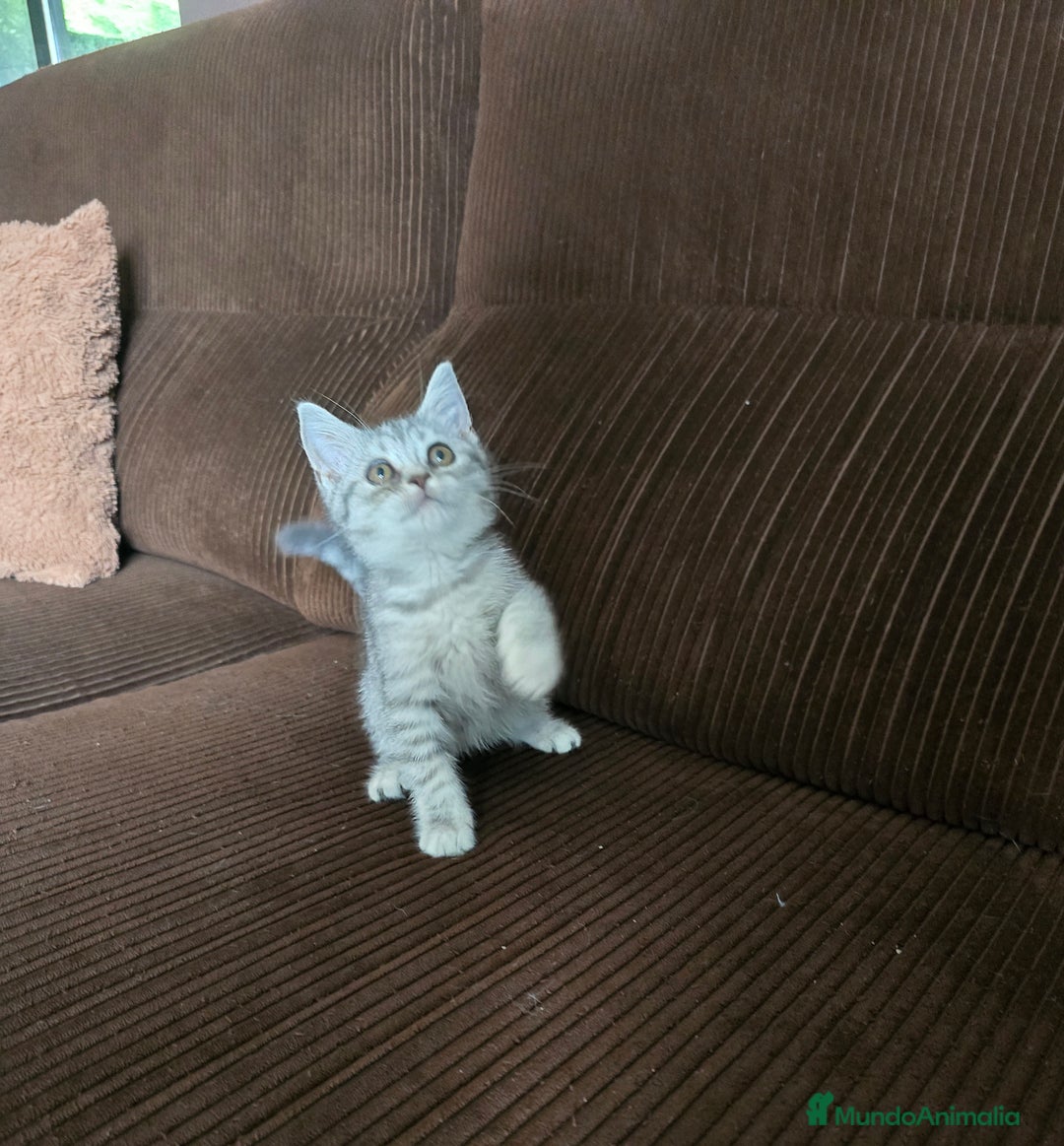 Scottish Straight gatos en venta: Gatcot.com - Imagen 5