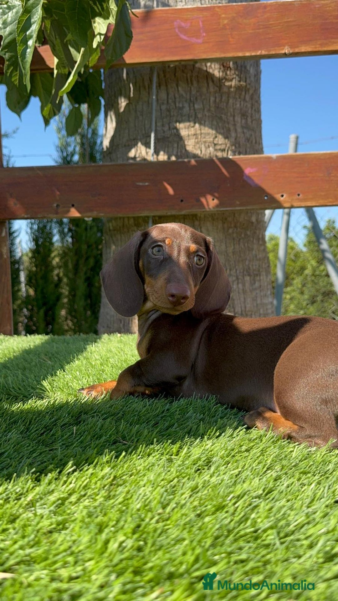 Teckel perros en venta: TECKEL MINIATURA HEMBRA - Imagen 15