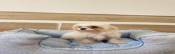 Bichón Maltés perros en venta: BICHON MALTES - Anuncio 2