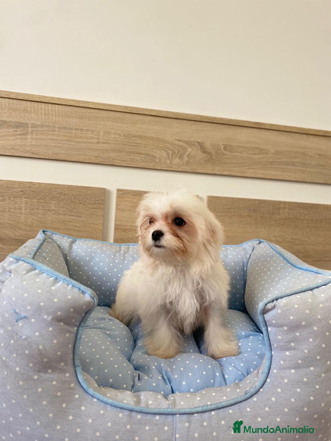 Bichón Maltés perros en venta: BICHON MALTES - Anuncio 2