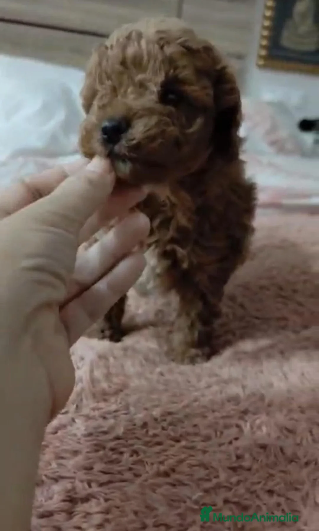 Caniche Toy perros en venta: Caniche toy  - Anuncio 8