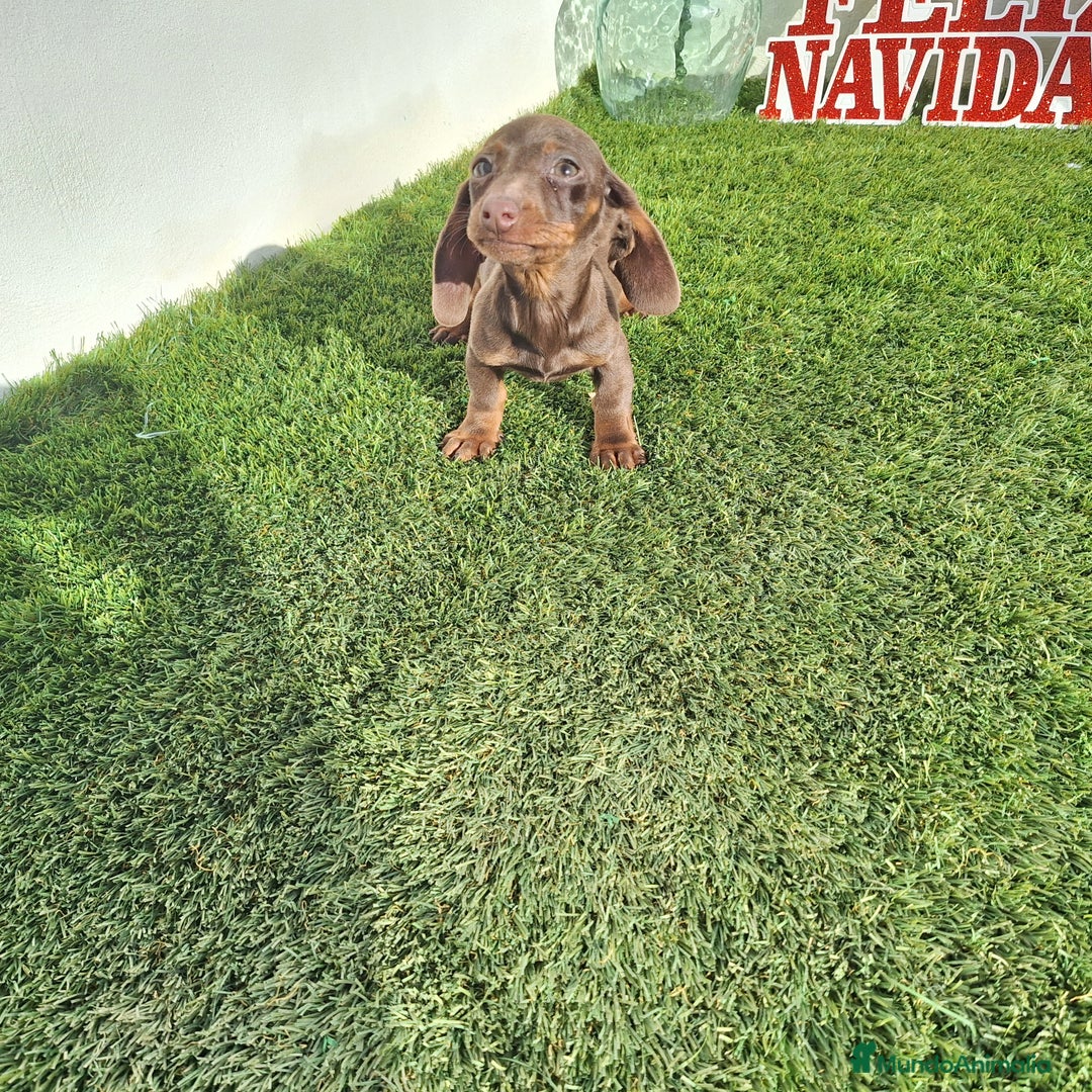 Teckel Miniatura perros en venta: TECKEL MINIATURA & KANINCHEN CHOCOLATE  - Anuncio 2