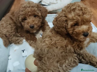 Caniche Toy perros - Anuncio 3