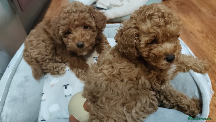 Caniche Toy perros - Anuncio 4