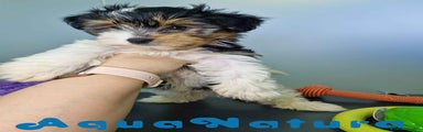 Biewer Yorkshire Terrier