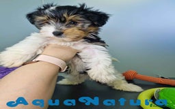 Biewer Yorkshire Terrier a la Pom Pon perros en venta: Yorkshire Biewer Macho CJMM 1762 AQUANATURA - Imagen 6