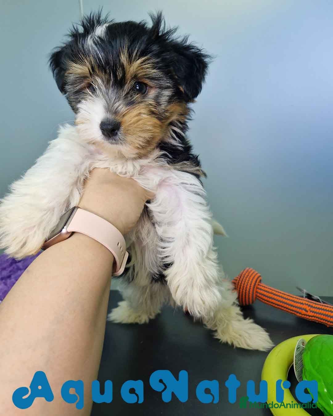 Biewer Yorkshire Terrier a la Pom Pon perros en venta: Yorkshire Biewer Macho CJMM 1762 AQUANATURA - Imagen 6