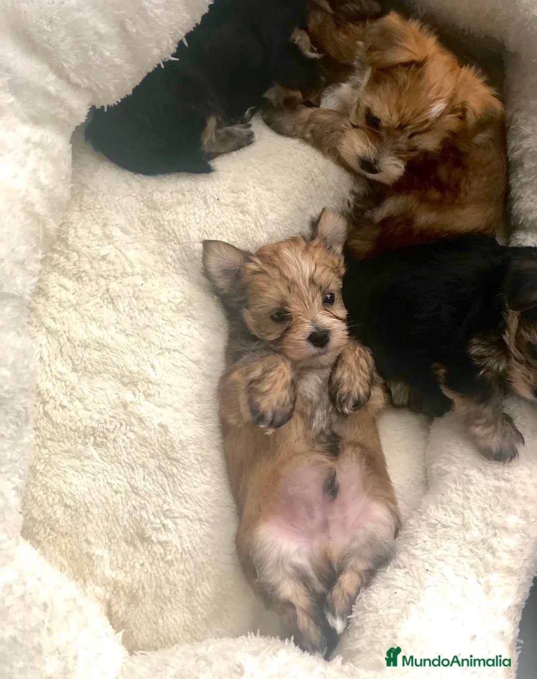 Morkie perros 🐶🤎 PRECIOSOS OSITOS MORKIE 🌸🤍 - Anuncio 1