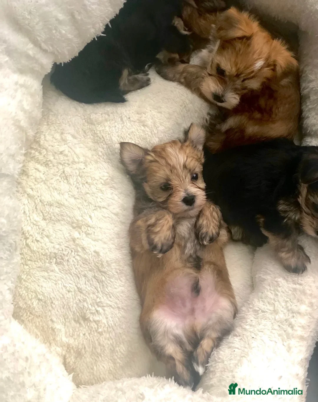 Morkie perros en venta: 🐶🤎 PRECIOSOS OSITOS MORKIE 🌸🤍 - Anuncio 1
