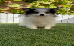 Pomerania perros en venta: POMERANIA HEMBRA - Imagen 4