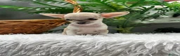 Chihuahua perros en venta: CHIHUAHUA HEMBRA - Anuncio 2