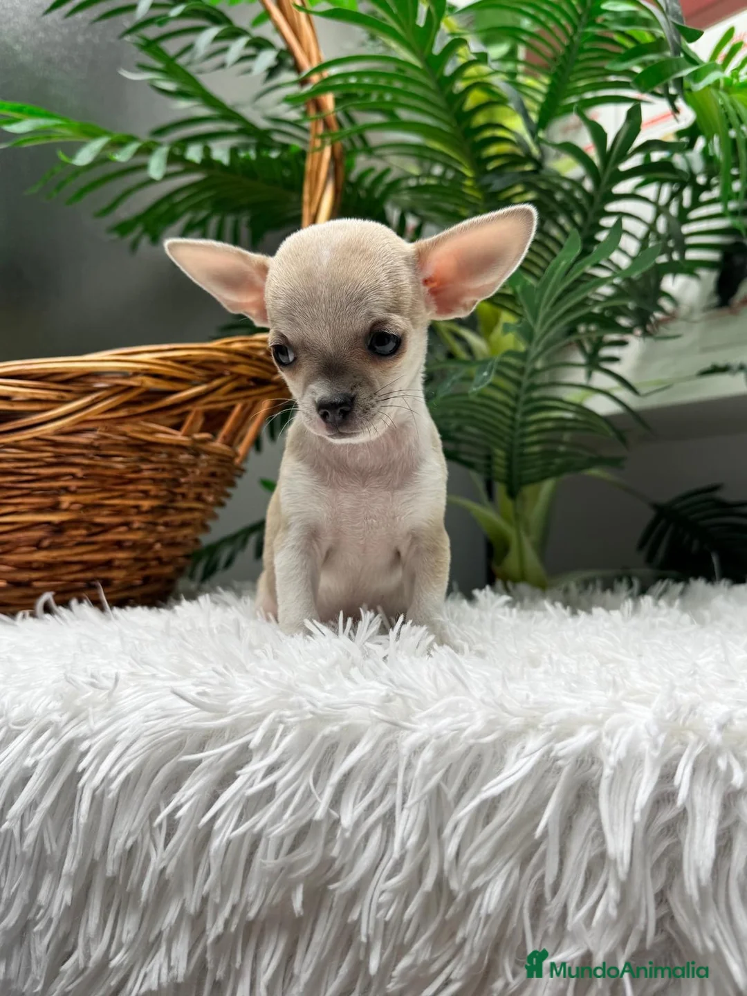 Chihuahua perros en venta: CHIHUAHUA HEMBRA - Anuncio 2